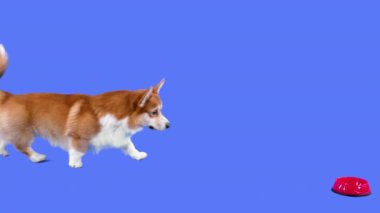Pembroke Welsh Corgi kırmızı bir kaseye doğru yürür ve hayvan maması yer. Stüdyoda evcil hayvan, mavi arka planda. Evcil hayvan diyeti ve beslenme konsepti. Yavaş çekim.