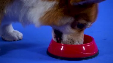 Pembroke Welsh Corgi kırmızı bir kaseye doğru yürür ve hayvan yemi yer. Çiğneyen bir köpeğin ağızlık ağzını kapat. Stüdyoda evcil hayvan, mavi arka planda. Evcil hayvan diyeti ve beslenme konsepti. Yavaş çekim.