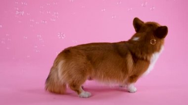 Galli Corgi Pembroke cinsinin kızıl saçlı köpeği pembe arka planda stüdyoda duruyor. Evcil hayvan başını çevirir ve etrafında birçok sabun köpüğü uçuşur. Ağır çekim. Kapat..