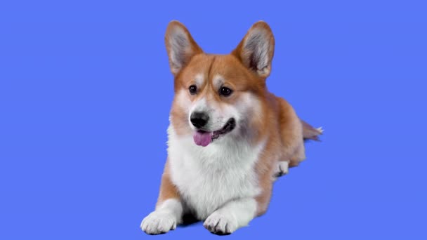 Un simpático Pembroke Welsh Corgi yace con la lengua colgando en el estudio sobre un fondo azul. La mascota menea sus orejas de una manera divertida. En cámara lenta. De cerca.. — Vídeo de stock