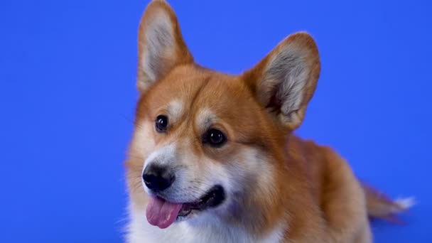 El amigable Pembroke Welsh Corgi yace con su lengua colgando y menea sus orejas en el estudio sobre un fondo azul. El primer plano del hocico para perros. Movimiento lento. — Vídeo de stock