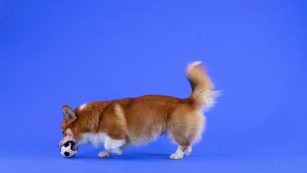 Pies rasy walijski corgi pembroke odgrywa w studio na niebieskim tle. Zwierzę biegnie za piłką nożną zabawki, chwyta ją zębami i liśćmi. Gry i zabawy dla zwierząt domowych. Zwolnij trochę. Zamknij się.. — Wideo stockowe