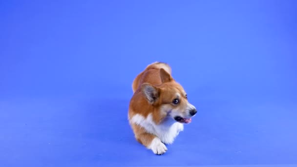 Welsh Corgi Pembroke se encuentra en el estudio sobre un fondo azul. La mascota mira hacia arriba, luego se acuesta sin quitarle los ojos de encima, salta y captura la comida de los animales sobre la marcha. En cámara lenta. De cerca.. — Vídeos de Stock