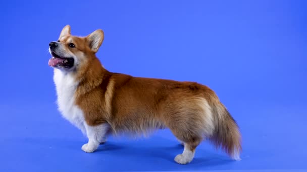 Pembroke Welsh Corgi se tient sur le côté dans le studio dans le studio sur un fond bleu. L'animal lève les yeux, fait un tour et lève les yeux à nouveau. Au ralenti. Gros plan. — Video