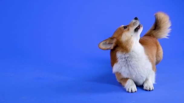 Walisische Corgi-Saltos auf dem Boden im Atelier vor blauem Hintergrund. Geschulter Hund, der Anweisungen ausführt. Zeitlupe. Nahaufnahme. — Stockvideo