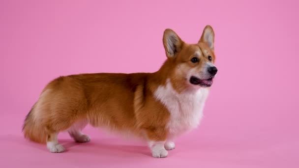 Pembroke Welsh Corgi è in piena crescita in studio su sfondo rosa. L'animale si guarda davanti a sé, sporgendo la lingua e muovendo le orecchie in modo strano. Al rallentatore. Da vicino.. — Video Stock