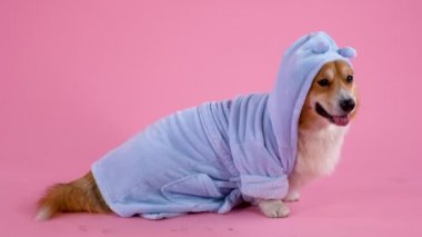 Stüdyoda pembe arka planda poz veren Galli Corgi Pembroke. Köpek mavi kapüşonlu bir bornoz giymiş duruyor. Ağır çekim. Kapat..