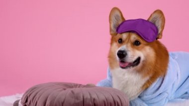 Pembroke Welsh Corgi, stüdyoda pembe arka planda bir yastığın yanında beyaz bir battaniyenin üzerinde yatıyor. Mavi bornoz giymiş bir evcil hayvan ve uyku maskesi başını yastığa sürtüyor. Ağır çekim. Kapat..