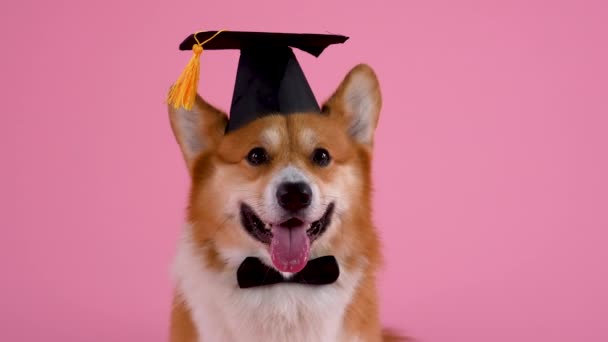 Vista frontal de un feliz pembroke corgi galés en el estudio sobre un fondo rosa. La mascota se sienta en un sombrero académico cuadrado y corbata de lazo. El primer plano del hocico para perros. Tema de educación. Movimiento lento. — Vídeo de stock