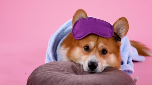 Pembroke Welsh Corgi jaz com a cabeça apoiada em um travesseiro no estúdio em um fundo rosa. O animal de estimação está vestido com um manto azul e tem uma máscara de sono na cabeça. Movimento lento. Fechar. — Vídeo de Stock