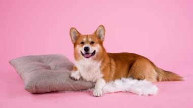 Pembroke Welsh Corgi beyaz bir kürk battaniyesinin üzerinde uzanmış, ön pençelerini pembe arka plandaki stüdyoda bir yastığa koyuyor. Hayvan ileriye bakıyor ve derin derin nefes alıyor. Ağır çekim. Kapat..