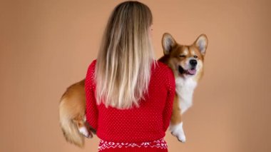 Arka planda, stüdyo sahibinin kollarında turuncu bir arka planda Pembroke Welsh Corgi tutarken görülüyor. Evcil hayvan başını çevirir ve kameraya bakar. Ağır çekim. Kapat..