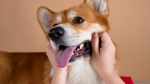 The owners hands are crumple the cheeks of a Welsh Corgi Pembroke dog. Close up of a dogs muzzle in the studio on an orange background. Slow motion. Close up. — Stock Video