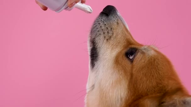 Corgi Welsh pembroke di studio dengan latar belakang merah muda. Tangan pemilik memegang stoples krim, dan anjing, dengan kepala ke atas, menjilati memperlakukan. Gerakan lambat. Tutup.. — Stok Video