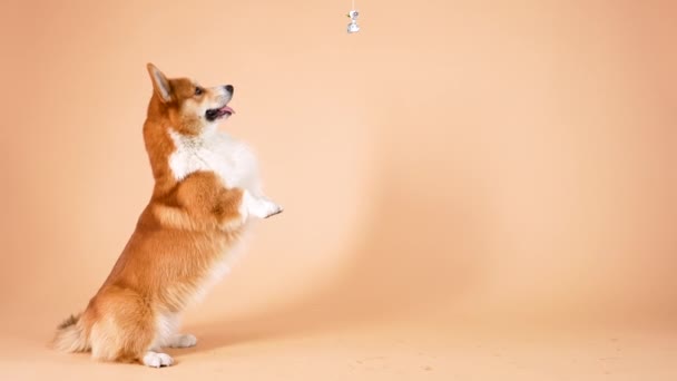Pembroke Welsh Corgi stands on its hind legs and tries to reach for the candy that hangs over his head. Pet in the studio on an orange background. Slow motion. Close up. — Stock Video