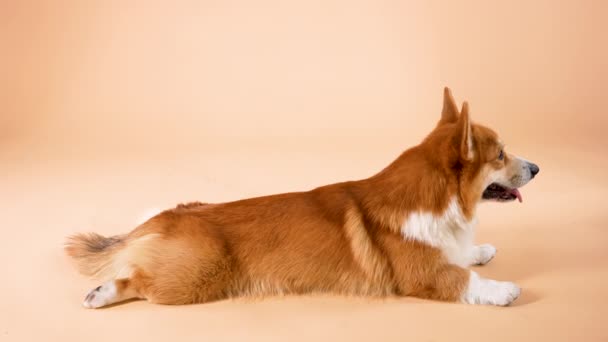純血種のウェールズ・コーギ・ペンブロークの犬が前足と後ろ足を伸ばして横になっている。オレンジの背景のスタジオでペット。訓練された犬の指示を実行する。スローモーション。閉じろ!. — ストック動画