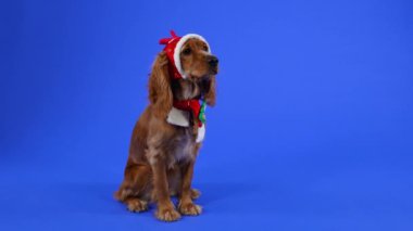 İngiliz cocker spaniel stüdyoda mavi arka planda tam gelişim içinde oturuyor. Evcil hayvan boynuzlu ve kırmızı eşarplı komik bir kırmızı şapka takıyor. Yeni yıl konsepti, kartpostal. Ağır çekim. Kapat..