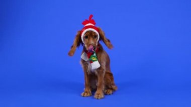 İngiliz bir Cocker Spaniel 'in boynuzlu kırmızı bir şapkası ve kırmızı bir atkısı var. Stüdyoda evcil hayvan, mavi arka planda. Yeni yıl konsepti, kartpostal. Ağır çekim. Kapat.