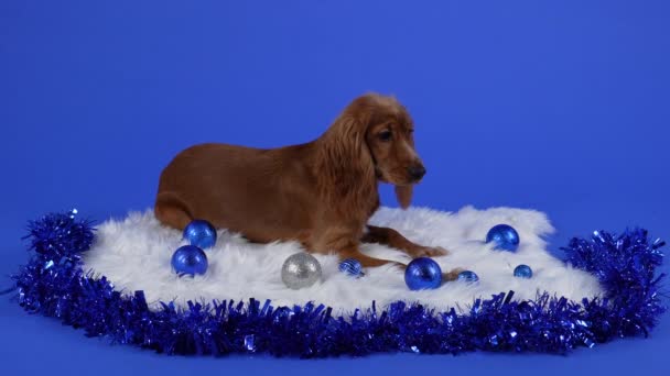 Inglese Cocker Spaniel posa in studio su sfondo blu. L'animale domestico giace su una coperta bianca, su cui sono sparse le palle di Natale, accanto ai fili di lame. Idea per un biglietto di Natale. Al rallentatore. Da vicino.. — Video Stock