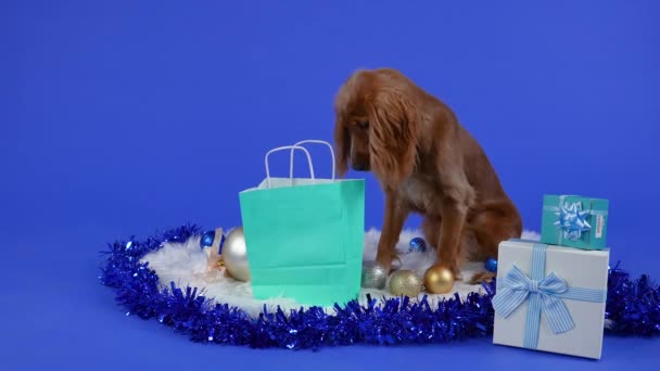 コッカー・スパニエルは毛布の上に座り、クリスマスボール、ティンセル、ギフト、仲間に囲まれてパッケージに入って立ち上がり、葉を出します。青い背景のスタジオでペット。スローモーション。閉じろ!. — ストック動画