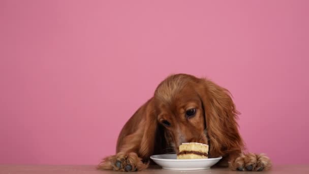 Angielski Cocker Spaniel siedzi z przednimi łapami na stole i zjada kawałek ciasta na spodku. Pet w studio na różowym tle. Zwolnij trochę. Zamknij się.. — Wideo stockowe