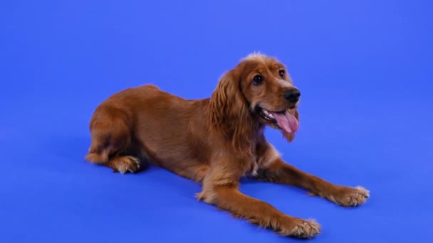 Anjing ras Inggris Cocker Spaniel terbentang di depannya kaki depannya di studio dengan latar belakang biru. Hewan peliharaan menunjukkan lidah merah muda dan mengibaskan ekornya. Gerakan lambat. Tutup.. — Stok Video