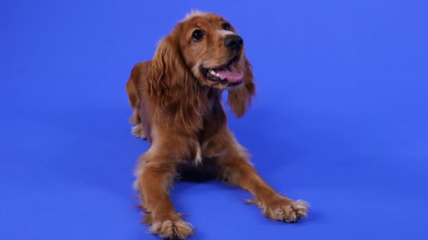 Um cocker spaniel engraçado encontra-se com suas pernas dianteiras esticadas para fora na frente de si mesmo e olha em volta. Pet no estúdio em um fundo azul. Movimento lento. Fechar. — Vídeo de Stock