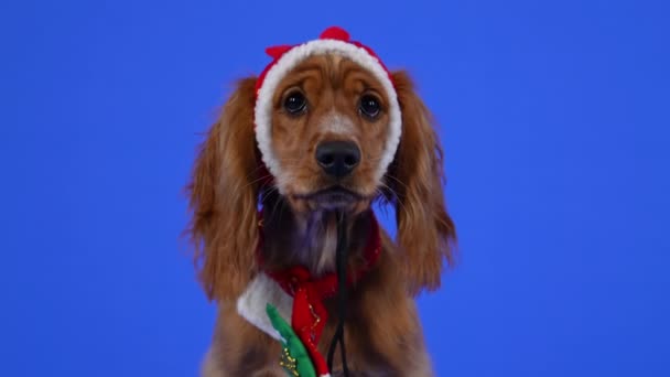 Frontalny portret angielskiego Cocker Spaniel siedzącego w studio na niebieskim tle. Zwierzątko ze smutnym spojrzeniem w czerwonym kapeluszu i czerwonym szaliku. Zwolnij trochę. Zamknij się.. — Wideo stockowe