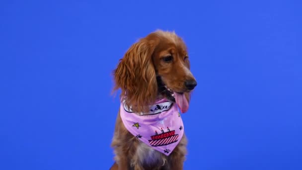 En bedårande cocker spaniel med hängande öron sitter i studion på en blå bakgrund. Ett husdjur i en rosa haklapp väntar på något gott, sticker ut tungan. Sakta i backarna. Närbild. — Stockvideo