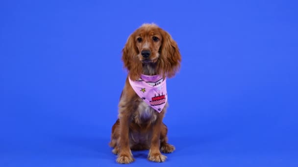 Cocker inglese spaniel si siede in piena crescita in studio su uno sfondo blu. Un animale domestico con un bavaglino rosa si guarda intorno. Al rallentatore. Da vicino.. — Video Stock