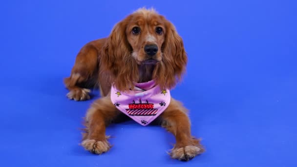 Um cocker spaniel obediente jaz no estúdio contra um fundo azul com as pernas dianteiras esticadas na frente dele. Um animal de estimação em um babete rosa olha cuidadosamente na frente dele. Movimento lento. Fechar. — Vídeo de Stock