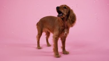 İngiliz bir Cocker Spaniel stüdyoda pembe arka planda tam gelişim gösteriyor. Köpeğin etrafında sabun köpükleri uçuşuyor, ağzıyla yakalıyor. Ağır çekim. Kapat..
