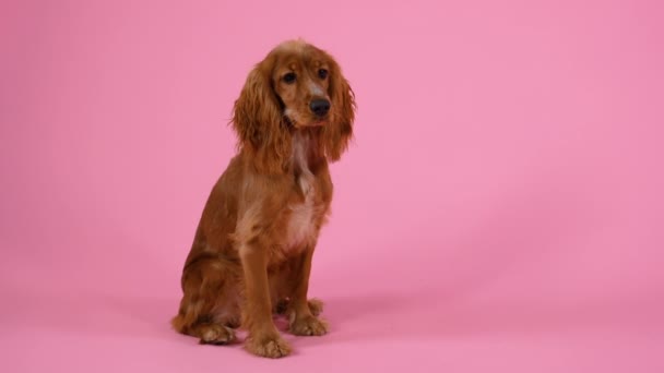 영국의 코커 스패니얼이 스튜디오에서 핑크 색 배경으로 포즈를 취했습니다. 그 애완 동물은 완전 히 성장 해 있다. 느린 동작. 닫아. — 비디오