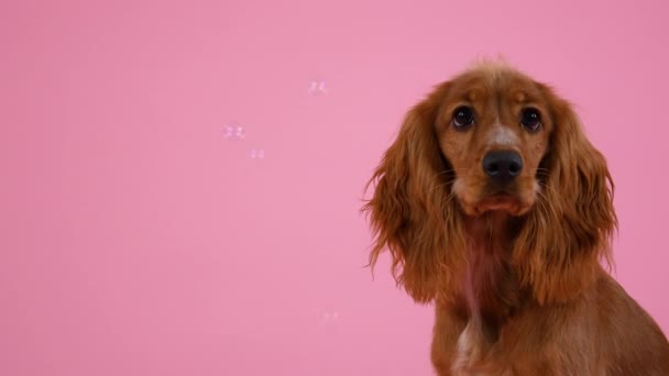 English Cocker Spaniel sits in the studio on a pink background. Soap bubbles fly around the dog, which she watches closely. Games with pets. Slow motion. Close up. — Stock Video