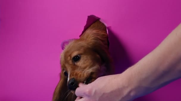 Cocker Spaniel come de la mano de los propietarios. Una cabeza de mascota sobresale a través de una pared rosada rota contra un fondo azul en el estudio. En cámara lenta. De cerca.. — Vídeos de Stock