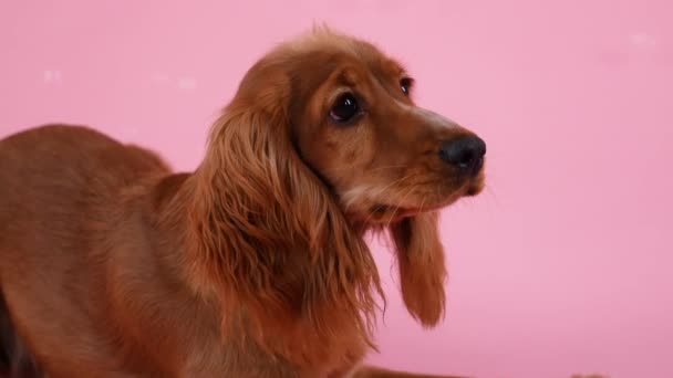 English Cocker Spaniel ligt en likt zijn lippen in de studio op een roze achtergrond. Zeepbellen vliegen rond het huisdier. Langzame beweging. Sluiten.. — Stockvideo
