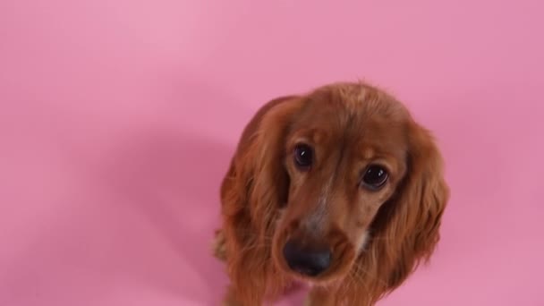 Vista dall'alto di carino inglese cocker spaniel in studio su sfondo rosa. L'animale si siede con la testa alzata e guarda la telecamera. Primo piano di un muso di cani. Rallentatore. — Video Stock