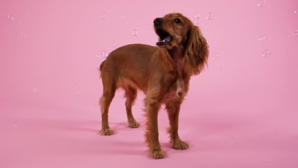 Un Cocker Spaniel Inglés se encuentra en pleno crecimiento en el estudio sobre un fondo rosa. Las burbujas de jabón vuelan alrededor del perro, que atrapa con su boca. En cámara lenta. De cerca.. — Vídeo de stock