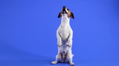 Jack Russell Terrier stüdyoda mavi arka planda bir sahne sergiliyor. Evcil hayvan arka ayakları üzerinde duruyor. Ağır çekim. Kapat..