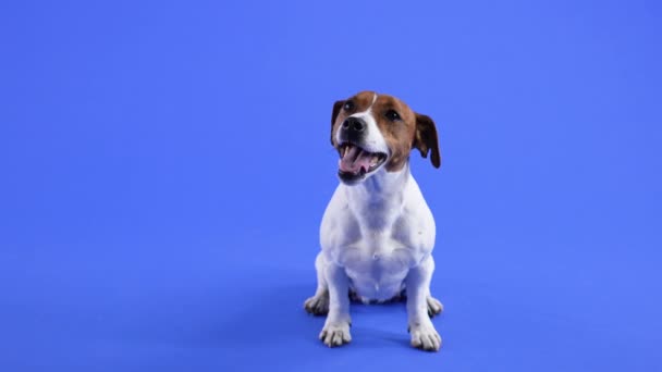 Jack Russell Terrier duduk di studio dengan latar belakang biru. Hewan peliharaan mengibaskan ekornya dengan mulut terbuka. Gerakan lambat. Tutup.. — Stok Video