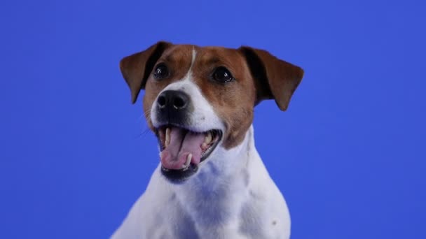 Jack Russell Terrier nyitott szájjal ül a stúdióban, kék háttérrel. Közelről egy kutya szájkosár. Lassú mozgás..