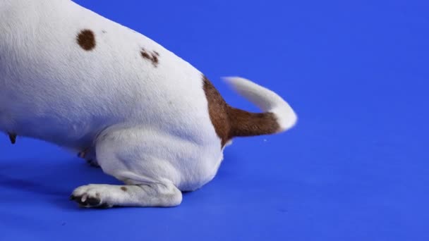 Jack Russell sedí ve studiu na modrém pozadí, boční pohled. Detailní záběr psa na zadní nohy a vrtící ocas. Zpomalený pohyb. — Stock video