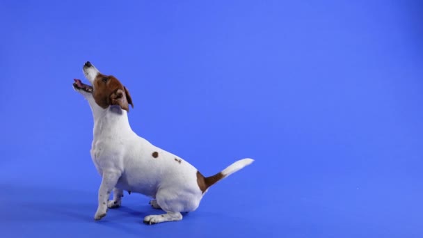 Sidovy över sittande Jack Russell i studion på en blå bakgrund. Husdjuret sitter och viftar aktivt med svansen. Sakta i backarna. Närbild. — Stockvideo