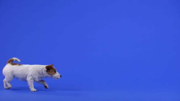 Jack Russell annusa, passa davanti alla telecamera da sinistra a destra. Animale domestico in studio su sfondo blu. Al rallentatore. Da vicino.. — Video Stock