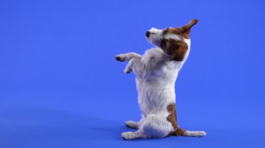 Jack Russell arka ayakları üzerinde oturur ve ön ayaklarını havaya kaldırır. Evcil hayvan başını bir tarafa eğdi, bu da bir kulağının havaya sarkmasına neden oldu. Mavi arka planda bir köpek. Ağır çekim. Kapat..