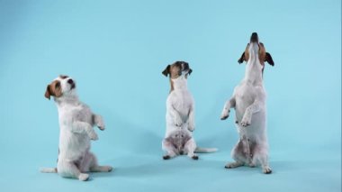 Jack Russell Terrier cinsinden üç köpek stüdyoda mavimsi bir arka planda emir veriyor. Bir köpek arka ayakları üzerinde durur, iki köpek üzerine oturur, sonra herkes gider. Ağır çekim. Kapat..