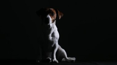 Jack Russell karanlık bir stüdyoda oturuyor. Evcil hayvan silueti. Ön manzara. Ağır çekim. Kapat..