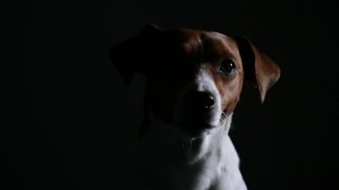Siyah arka planda, karanlık bir stüdyoda köpek Jack Russell Terrier 'in ön portresi. Köpeğin ağızlığını kapat. Siluet. Yavaş çekim.