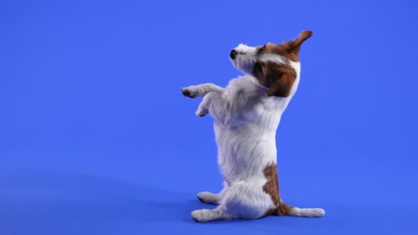 Jack Russell zit op zijn achterpoten en houdt zijn voorpoten in de lucht. Het huisdier kantelde zijn hoofd naar een kant, waardoor een oor in de lucht hangt. Hond op een blauwe achtergrond. Langzame beweging. Sluiten.. — Stockvideo