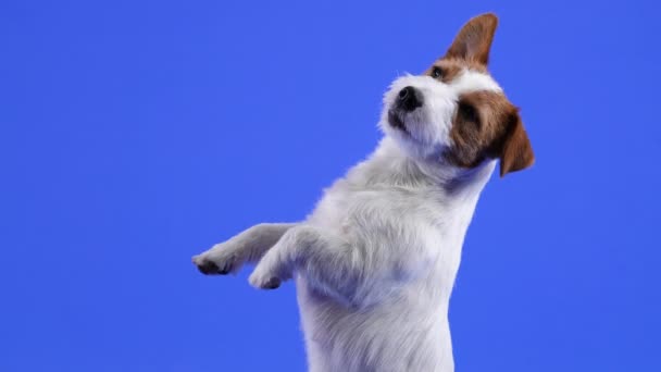 Jack Russell zit en houdt zijn voorpoten in de lucht in de studio op een blauwe achtergrond. Het huisdier kantelde zijn hoofd naar een kant, waardoor een oor in de lucht hangt. Langzame beweging. Sluiten.. — Stockvideo